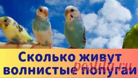 СКОЛЬКО ЖИВУТ ВОЛНИСТЫЕ ПОПУГАИ 🦜
