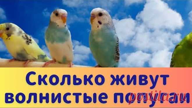 СКОЛЬКО ЖИВУТ ВОЛНИСТЫЕ ПОПУГАИ 🦜