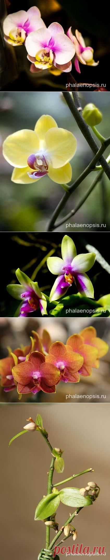 Фаленопсис микс или phalaenopsis - уход в домашних условиях - - "Phalaenopsis"