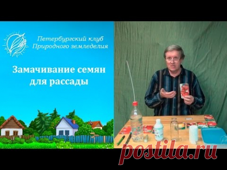 Замачивание семян для рассады (26.03.15г.)