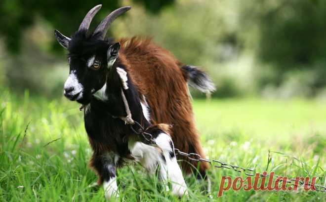 Секреты рационального козоводства