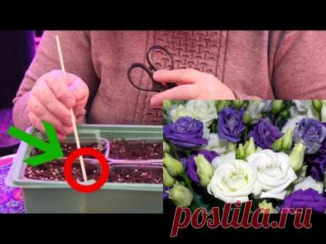 НЕ СЕЙТЕ ЭУСТОМУ ПОКА НЕ ПОСМОТРИТЕ ЭТО ВИДЕО! ЭУСТОМА ВЫРАЩИВАНИЕ ИЗ СЕМЯН.