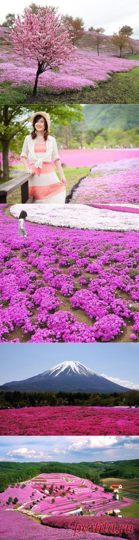 Цветочные ковры шибазакуры