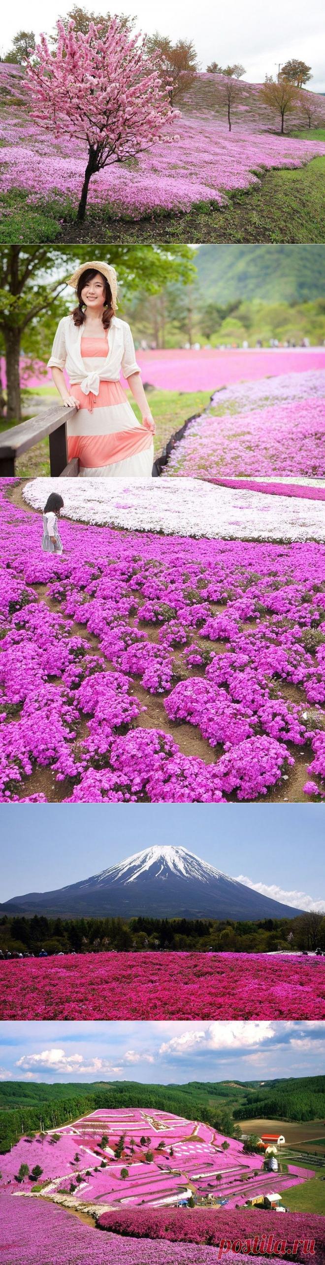 Цветочные ковры шибазакуры