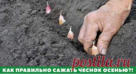 Чеснок для посадки осенью называется «озимый». Озимые сорта чеснока в большинстве своем стрелкуются, но бывают и нестрелкующиеся.
