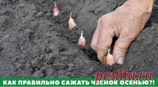 Чеснок для посадки осенью называется «озимый». Озимые сорта чеснока в большинстве своем стрелкуются, но бывают и нестрелкующиеся.