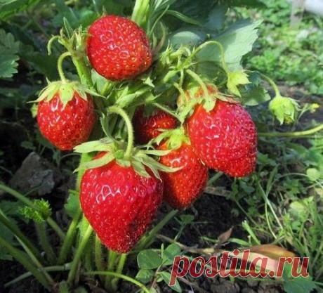 ВЕСЕННЯЯ ПОДКОРМКА КЛУБНИКИ И ЗЕМЛЯНИКИ