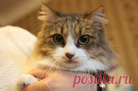 Приносящая счастье кошка! 
Санкт-Петербург!Винкс или милая Пеструшка: приносящая счастье замечательная кошка. У неё пушистый хвост и забавный розовый носик, украшенный шоколадными пятнышками, будто она по любопытству сунула ег…