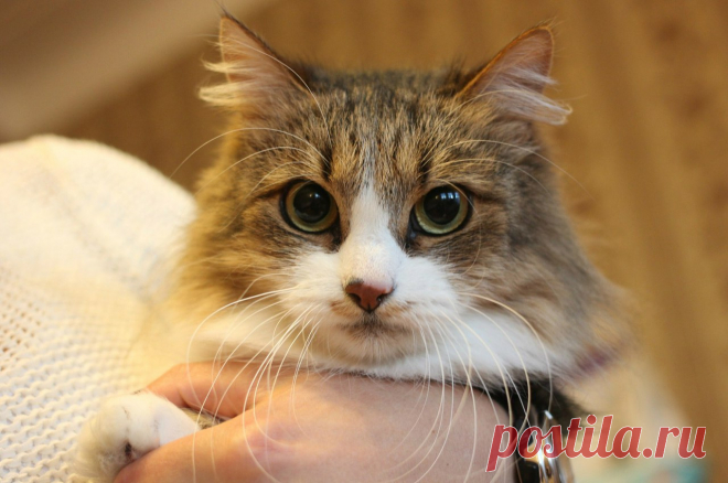 Приносящая счастье кошка! 
Санкт-Петербург!Винкс или милая Пеструшка: приносящая счастье замечательная кошка. У неё пушистый хвост и забавный розовый носик, украшенный шоколадными пятнышками, будто она по любопытству сунула ег…