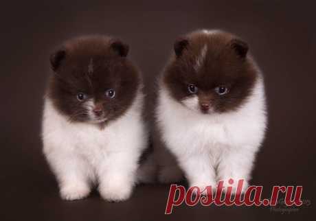 Да  не двойняшки мы! А тройняшки....