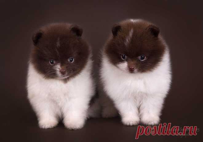 Да  не двойняшки мы! А тройняшки....