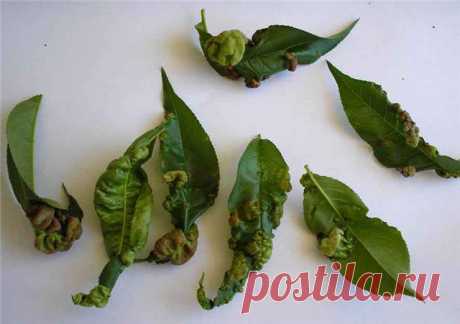 Боремся с Курчавостью Листьев Персика