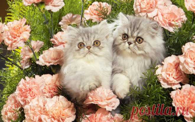 Коты.