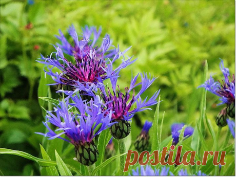 Violaemma Siren - Violaemma Sirens Fotos | Facebook