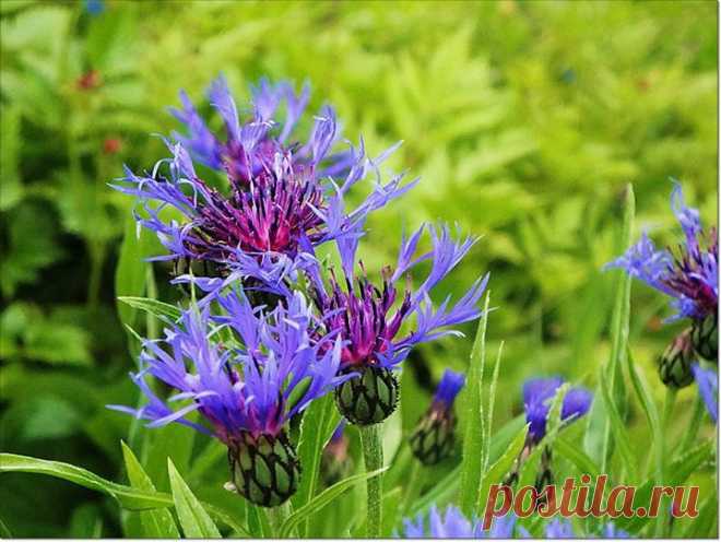 Violaemma Siren - Violaemma Sirens Fotos | Facebook