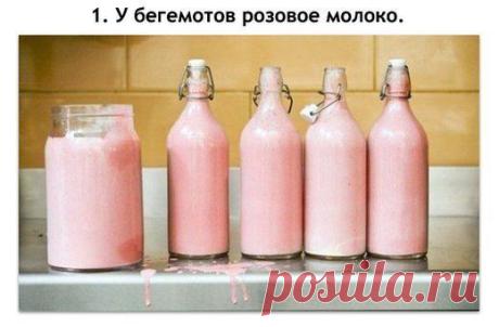 10 фактов, которые звучат как ложь, но являются правдой