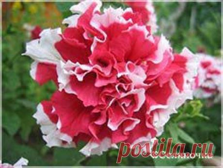 Петуния » Селяночка - портал для фермеров, сельское хозяйство, животноводство, птицеводство, пчеловодство, земледелие, рыбоводство, грибоводство, форум фермеров