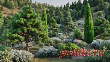 Многообразие голосеменных растений: Хвойные, Саговники, Гинкго, Гнетовые