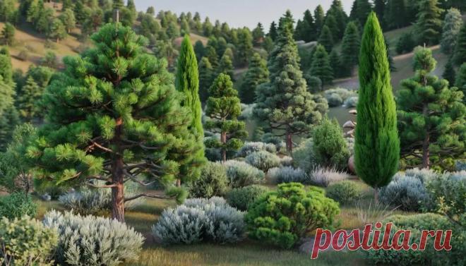 Многообразие голосеменных растений: Хвойные, Саговники, Гинкго, Гнетовые