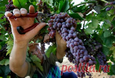 Осень- время собирать урожай.