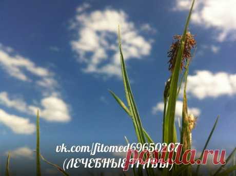 ЛЕЧЕБНЫЕ ТРАВЫ- Лечение народной медициной | ЗОЖ