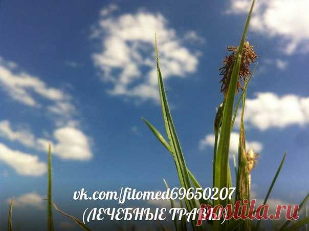 ЛЕЧЕБНЫЕ ТРАВЫ- Лечение народной медициной | ЗОЖ