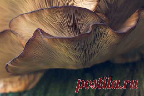 Врач назвала первые признаки отравления грибами. Врач-диетолог Наталья Гридина назвала первые и явные симптомы отравления грибами. Она отметила, что в зависимости от вида гриба человек может начать чувствовать себя плохо в разные промежутки времени. Но в любом случае при отравлении наступит тошнота, начнутся рвота и диарея.