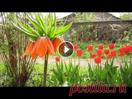 Ранние цветы, для непрерывного цветения сада, цветущие  после первоцветов Цветы , растущие после первоцветов, пока не распустились первые летние многолетники и летники. Цветы мая - начала июня....