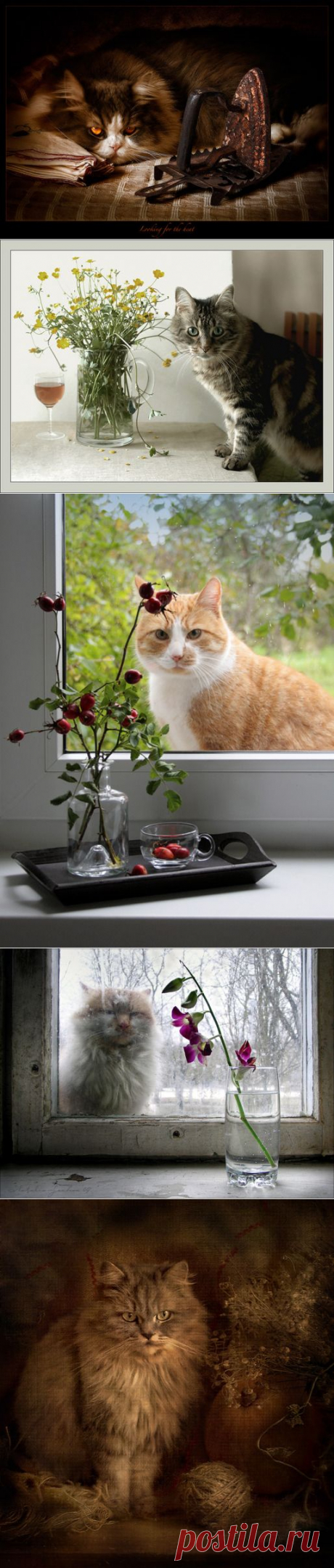 котонатюрморты