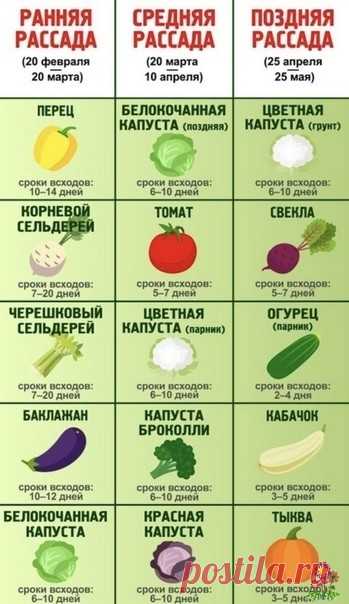Когда сеять овощи на рассаду: