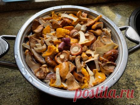 Соленые грибы "как у бабушки в деревне". Летний быстрый рецепт засолки грибного ассорти | Книга грибов | Яндекс Дзен