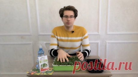 Как выращивать микрозелень. Советы агронома