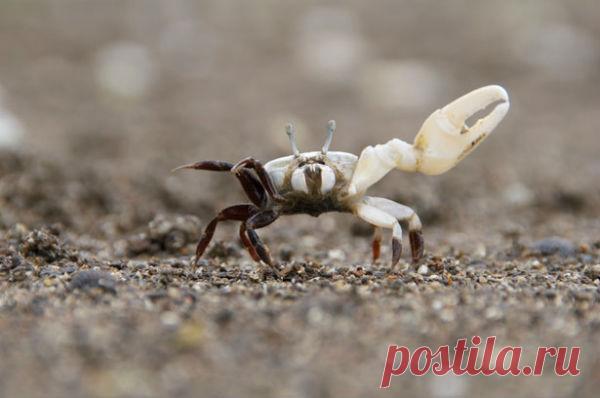 Крабы используют «азбуку Морзе» | Все умницы