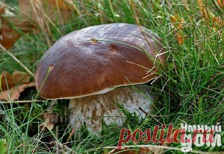 Как вырастить на даче белые грибы из мицелия «У меня приличный по размеру загородный участок. Огороду и саду на нём отведена только половина земли. На остальной растут сосны, ели и даже несколько дубков. Имея такой лесистый участок, возникает естественный вопрос, а можно ли вырастить здесь белые грибы? Все мои попытки перенести грибницу из соседнего леса к положительному результату, увы, не привели. Может быть вы подскажите эффективный способ выращивания? Так хотелось бы развести у себя на…