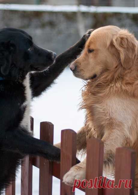 ☼ ❤Amigo.