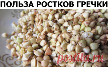 Как проращивать зеленую гречку: насыпаем в миску гречку. Тщательно промываем прохладной водой несколько раз и оставляем на часа 2 отмачиваться в воде. После этого, снова тщательно промываем. Вода должна стать максимально прозрачной (нужно вымыть весь выделившийся крахмал), тогда гречка будет лучше прорастать. Сливаем воду, подсушиваем гречку. Накройте гречку тарелочкой и поставьте в сухое место, в которое не будут попадать прямые солнечные лучи. С этого момента начинается ...