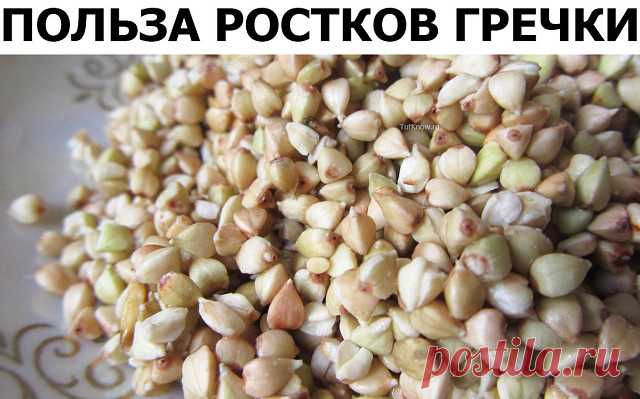 Как проращивать зеленую гречку: насыпаем в миску гречку. Тщательно промываем прохладной водой несколько раз и оставляем на часа 2 отмачиваться в воде. После этого, снова тщательно промываем. Вода должна стать максимально прозрачной (нужно вымыть весь выделившийся крахмал), тогда гречка будет лучше прорастать. Сливаем воду, подсушиваем гречку. Накройте гречку тарелочкой и поставьте в сухое место, в которое не будут попадать прямые солнечные лучи. С этого момента начинается ...
