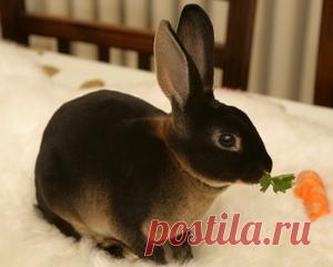 Кролики породы Рекс: отличительные признаки, разведение и особенности содержания, критерии выбора