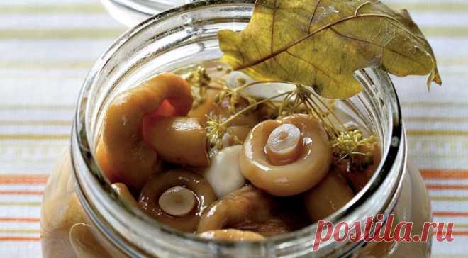 Как засолить грузди? — Вкусные рецепты