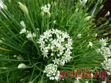 Лук душистый пикантный выращивание из семян