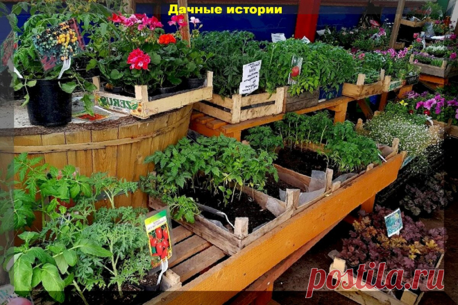 Спасаем рассаду поливами и делаем ее красивой, как на рынке | Дачные истории | Яндекс Дзен