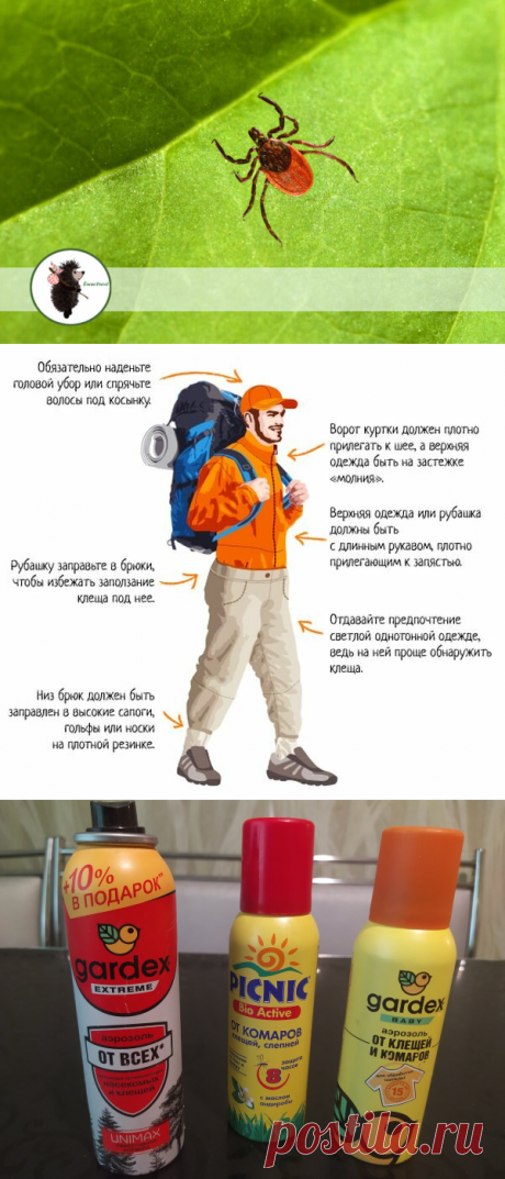 Как защитить себя и детей от клещей? Какие репеленты самые действенные и как правильно одеться в лес (из опыта) | ЁжикTravel | Яндекс Дзен