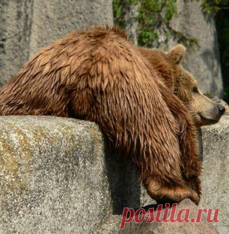 Новые фотографии милые и смешные животные.