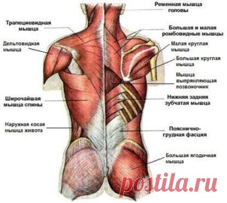 Упражнения для укрепления позвоночника - Записки профессора Преображенского