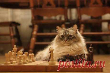 Иногда мой кот смотрит на меня, как бы говоря: &quot;Вот я - кот. А чего добился ты?&quot;