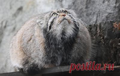 Манул Тимофей из Московского зоопарка достиг финальных 6,5 кг на зажировке. В пресс-службе гендиректора зоопарка отметили, что текущая форма животного говорит об отличном самочувствии и готовности к холодам