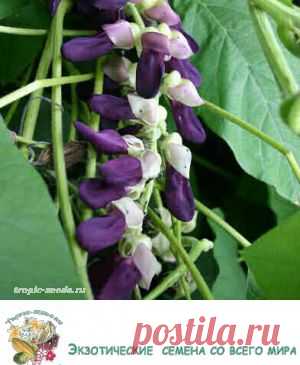 Mucuna pruriens E637 - Красивоцветущие растения - Tropic-seeds