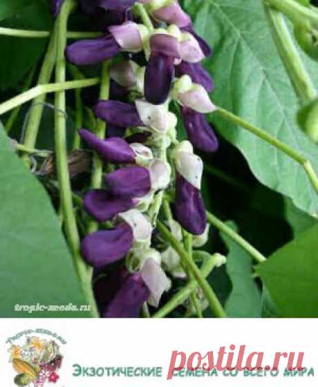 Mucuna pruriens E637 - Красивоцветущие растения - Tropic-seeds
