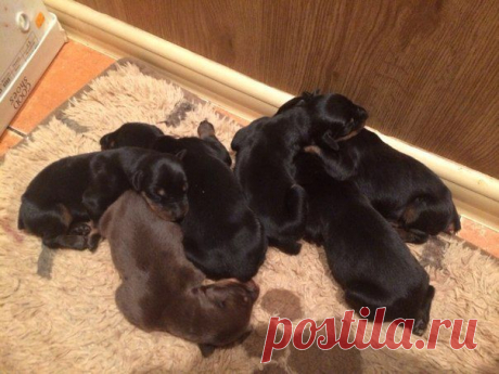 Анна Отрохова