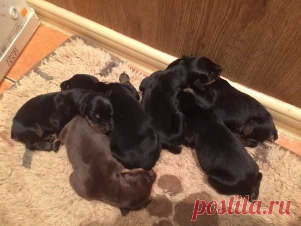 Анна Отрохова